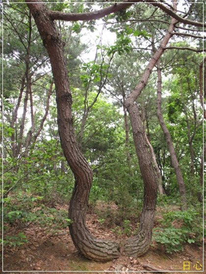 과일로 이미지