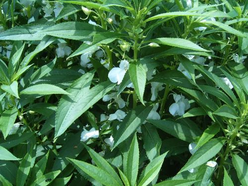 À̹ÌÁö¸¦ Ŭ¸¯ÇÏ¸é ¿øº»À» º¸½Ç ¼ö ÀÖ½À´Ï´Ù.